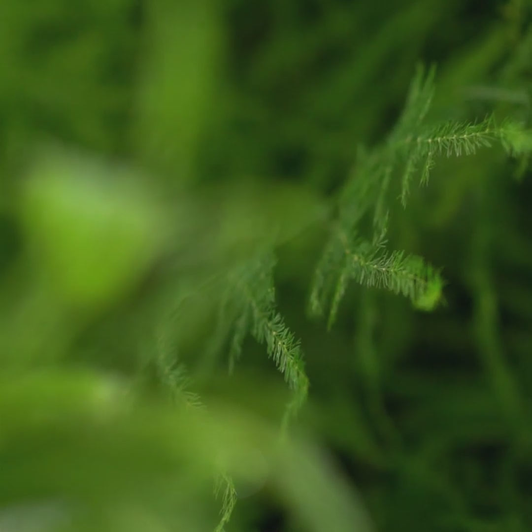 Načíst video: Parfémy 71 - Vzorek