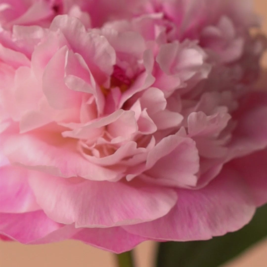 Load video: Perfume 81 - Sample